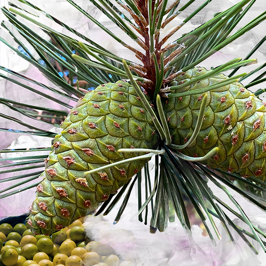 Gypsy Water Eau de Parfum