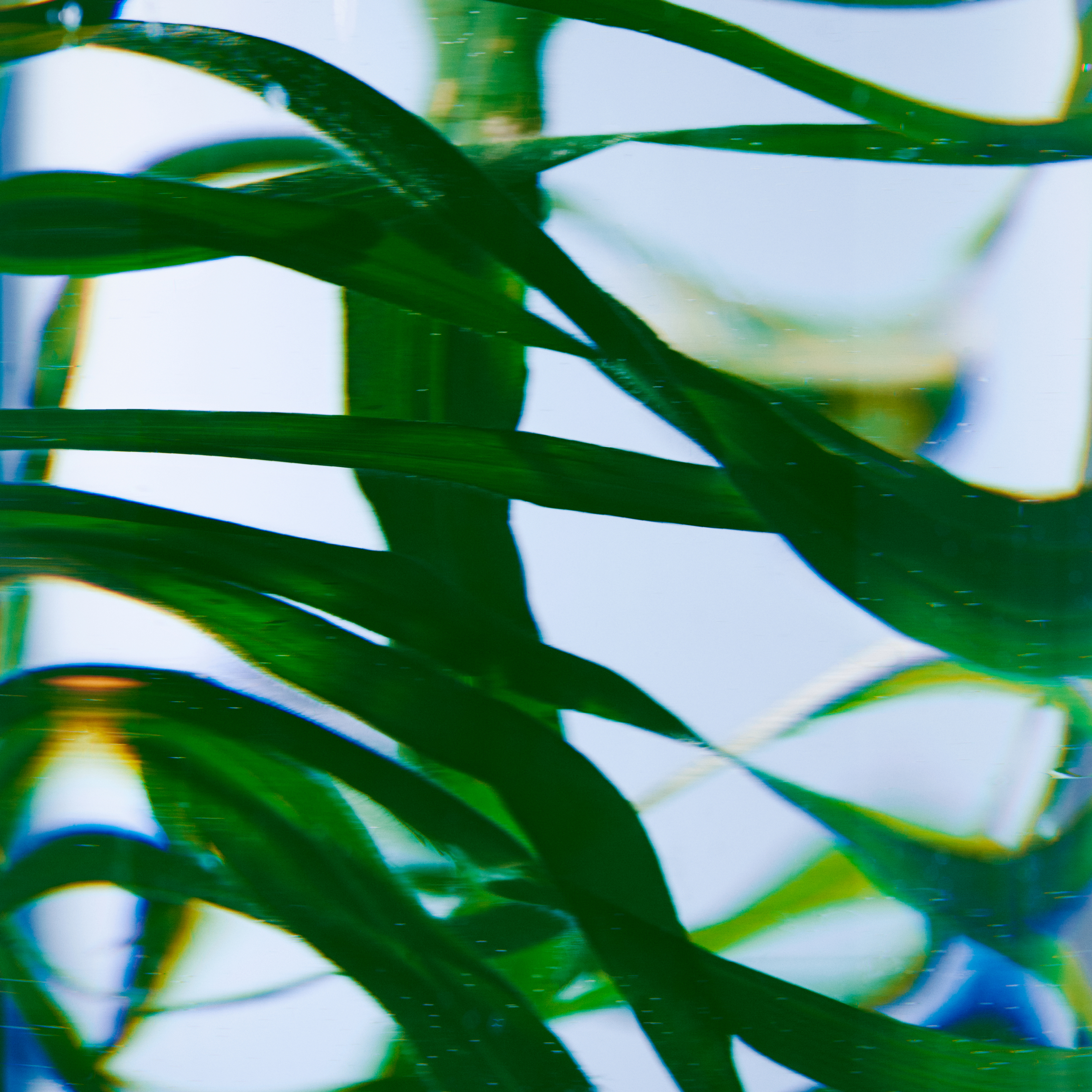 Vetyver Lotion pour les Mains